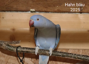 Halsbandsittich Paar 