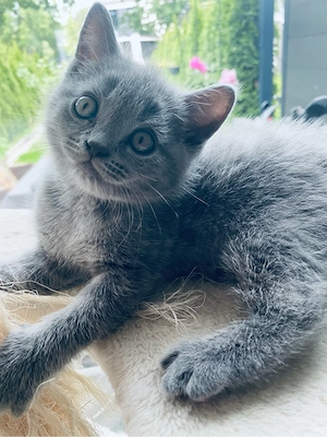 BKH Kitten 3 Jungs mit Impfausweiss und Vertrag