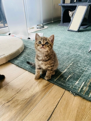BKH Kitten 3 Jungs mit Impfausweiss und Vertrag