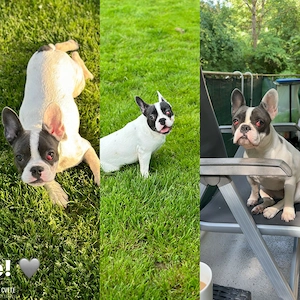 * KOSTENLOSS * Französische Bulldogge, weiblich, 2 Jahre alt, sucht ein liebevolles Zuhause