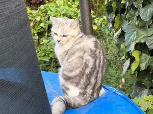 BKH Mix sucht liebevolles Zuhause