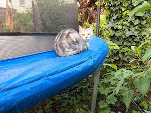 BKH Mix sucht liebevolles Zuhause