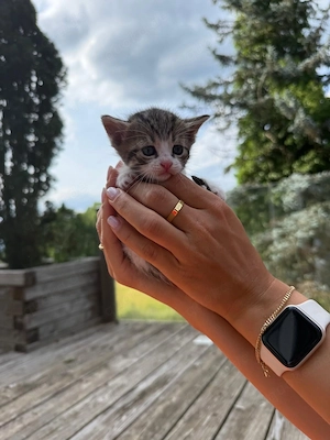 Verschmuste Katzenbabys abzugeben  