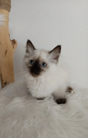 Wünderschone Birma Kitten (12 Wochen alt )