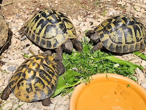 Griechische Landschildkröten, Zuchtgruppe, Nachzuchten 2011 und 2012, Preis ab ....