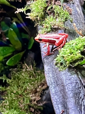 5er Zuchtgruppe Epipedobates Anthonyi Pfeilgiftfrösche