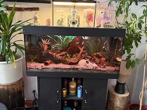 aquarium zu verschenken 