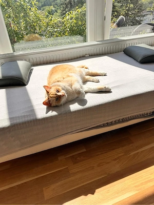     Süßer Kater sucht neues Zuhause