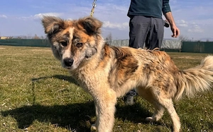Aktives Zuhause für Caspar gesucht