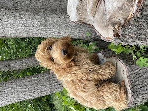 Cockapoo Rüde sucht passendes Zuhause