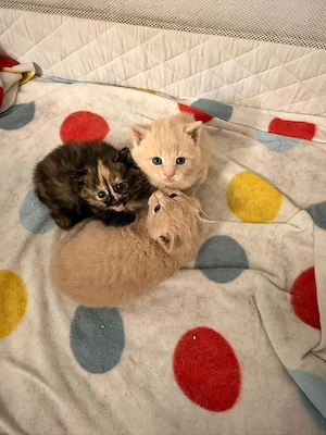 Süße Katzenbabys suchen ein liebevolles Zuhause