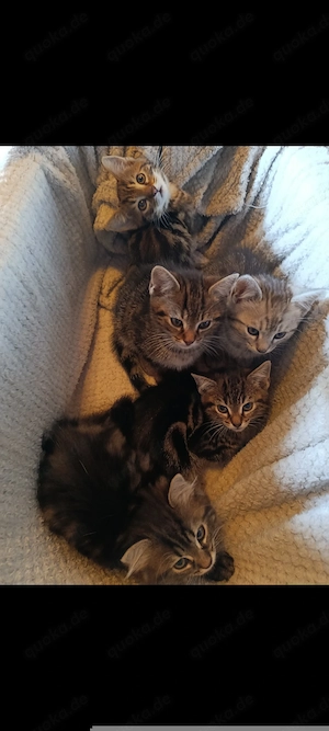 Zuckersüße, BKH-Kitten im edlen Classic Tabby  Look! 