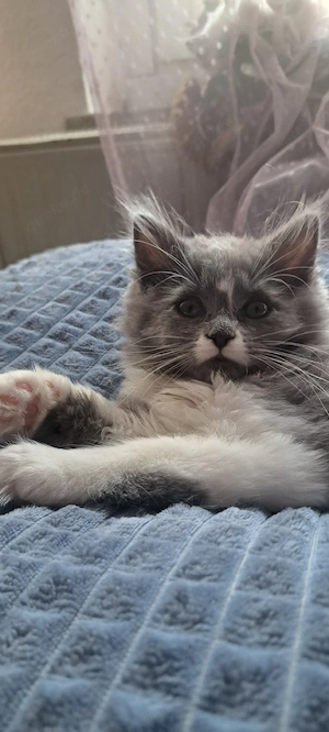 BLH Kitten 