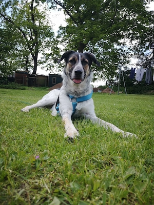 Herdenschutzhund Mix sucht sein Zuhause 