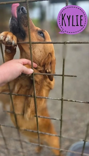 Kylie, jung, lieb, verschmust und anhänglich sucht dringend ein Zuhause