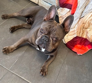 französische bulldogge. Zaki