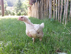 Masthühner, Broiler,  Hühner, Küken