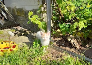 kleines Katerchen 
