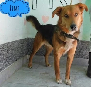 Fine, absoluter Traumhund, Schäferhund Bracke Mix