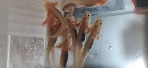 Axolotlbabys ab zu geben 