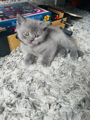 Süße Katze 