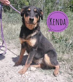 Kenda, wunderhübsche Junghündin sucht dringend ein Zuhause