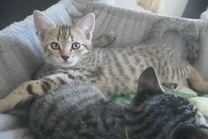 Babykatzen, Kitten Europäische Kurzhaar 