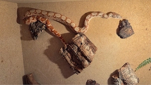 Boa Schlange
