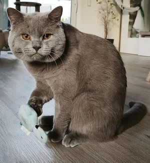 Deckkater BKH in Lilac, Reinrassig Bild 4