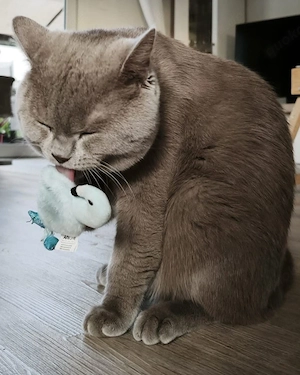 Deckkater BKH