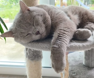 Deckkater BKH in Lilac, Reinrassig