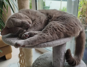 Deckkater BKH in Lilac, Reinrassig Bild 7