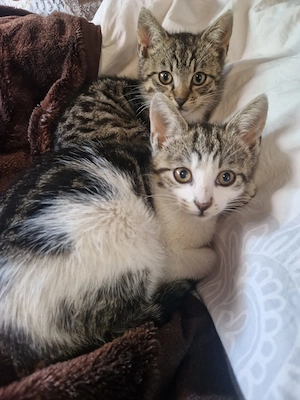 Katzen Katze Kitten