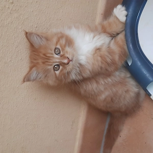 Main coon kater