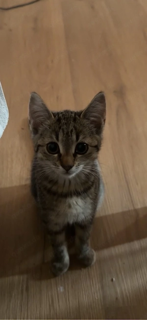 kitten abzugeben in liebevolle hände 