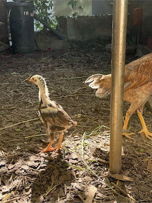 Hint huhn mit 1 küken glucke