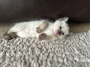 reinrassige siam kitten