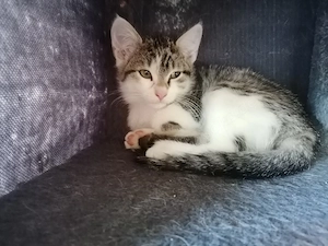 Grau getigertes Katzenbaby, Kitten