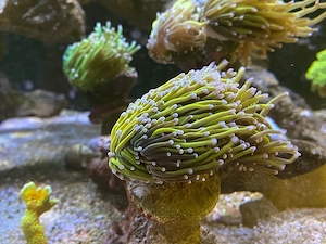 Meerwasser Euphyllia 