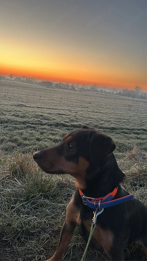 Jagd terrier 