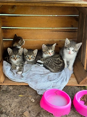 Kleine Kätzchen - Kitten abzugeben... 