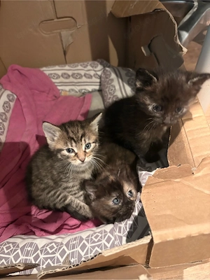 Katzenbabys Maine Coon mix 