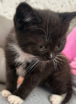 Noch 1 Bkh Mix Kitten 
