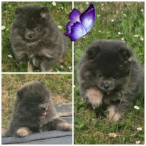 Pomeranian Welpen mit Papieren suchen Kuschelkorb