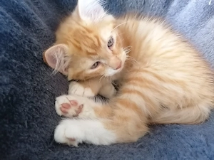 Flauschiger roter Katzenjunge sucht liebevolles Zuhause