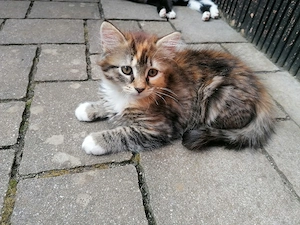Flauschiges Katzenmädchen, Kitten, Katzenbaby, Glückskatze