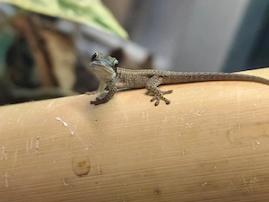 Phelsuma ornata 