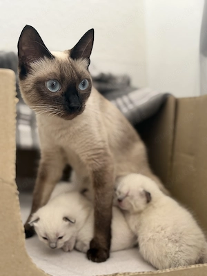 Siam kitten 