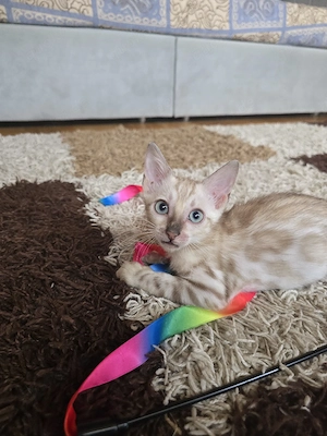 Sofort Bengal Kitten M W mit Stammbaum Eltern 10 Tests Kitten