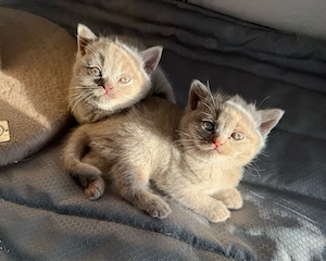 Wunderschöne BKH Kitten in Lilac    